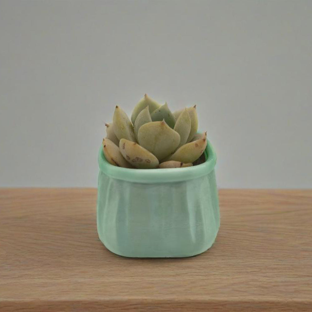 LYTP-020G 1/- Shallow Pot For Succulents 3D Printed Succulent Flower Potted Plant