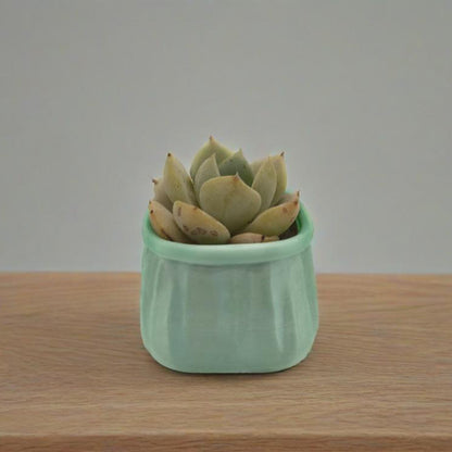LYTP-020G 1/- Shallow Pot For Succulents 3D Printed Succulent Flower Potted Plant