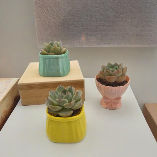 LYTP-020I 1/- Shallow Pot For Succulents 3D Printed Succulent Flower Potted Plant